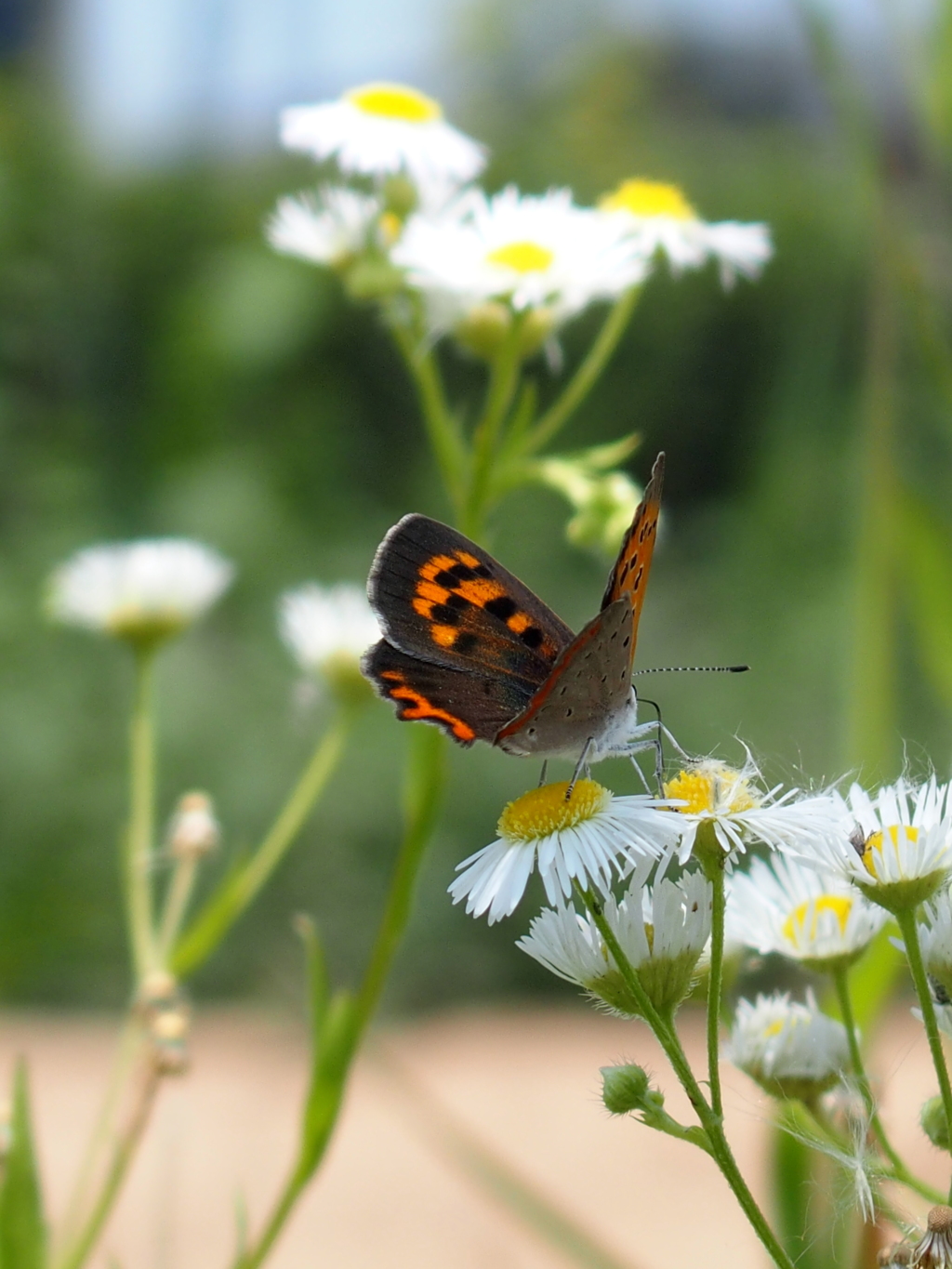 ベニシジミ　５