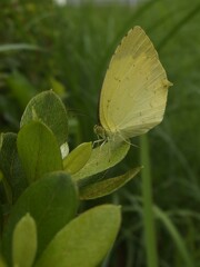 キタキチョウ