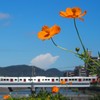 キバナコスモスと電車