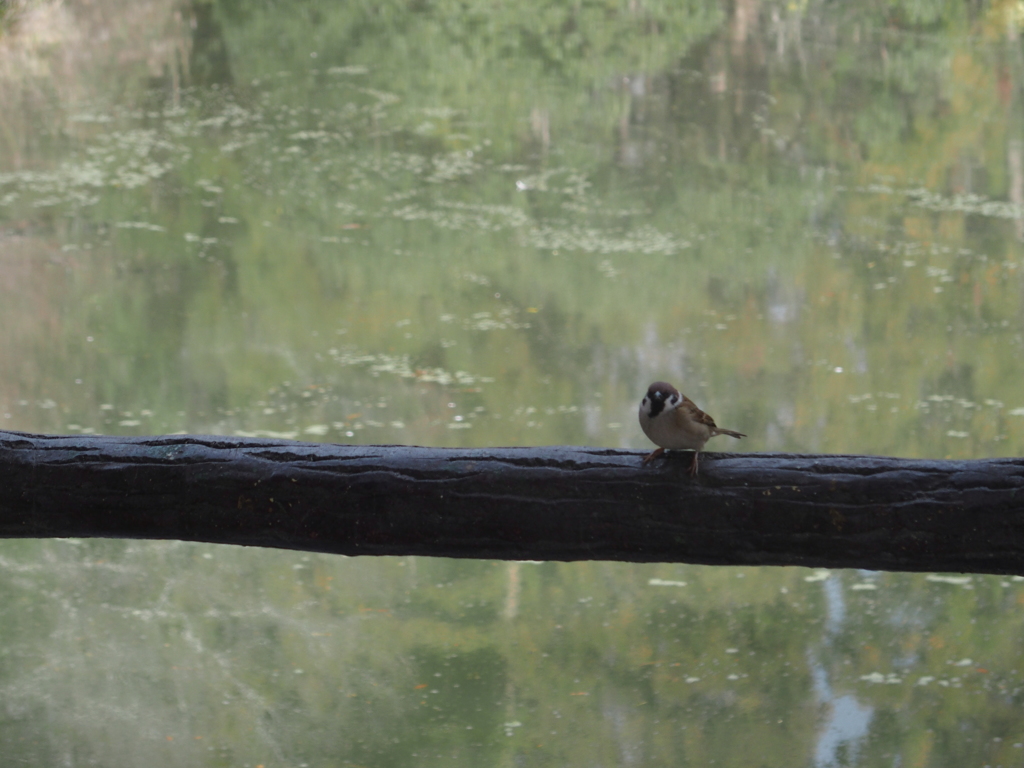 水辺の鳥だもん