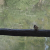 水辺の鳥だもん