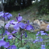 紫花菜