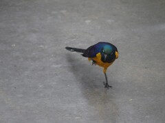 花鳥園の鳥たち　７