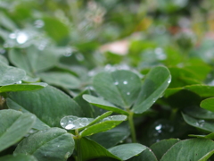 雨になりました。