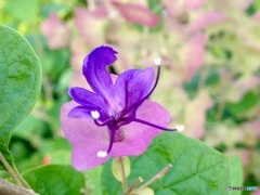 チャイニーズハット