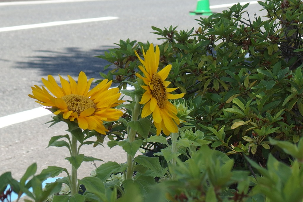 小さい夏見っけ！