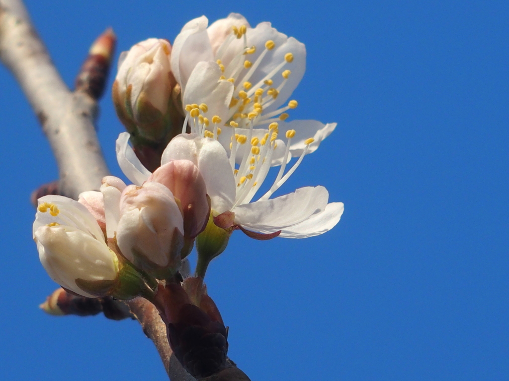 桜始まる　１