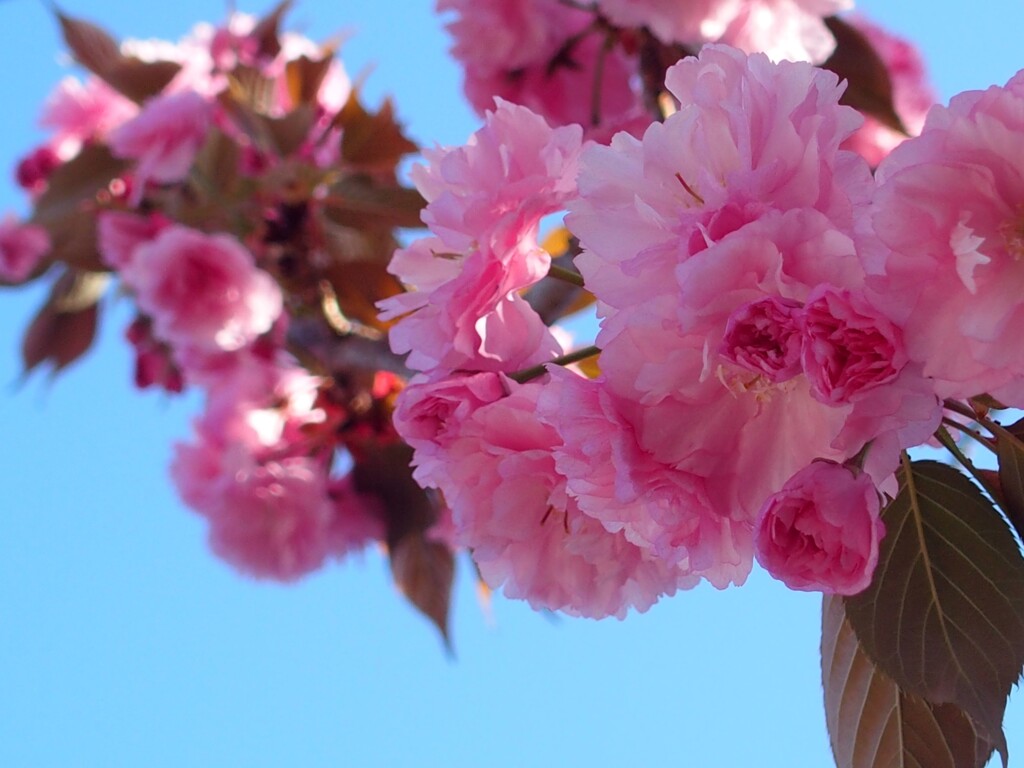 八重桜