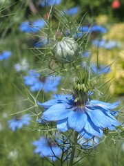 花壇のお花たち　ニゲラ