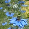 花壇のお花たち　ニゲラ