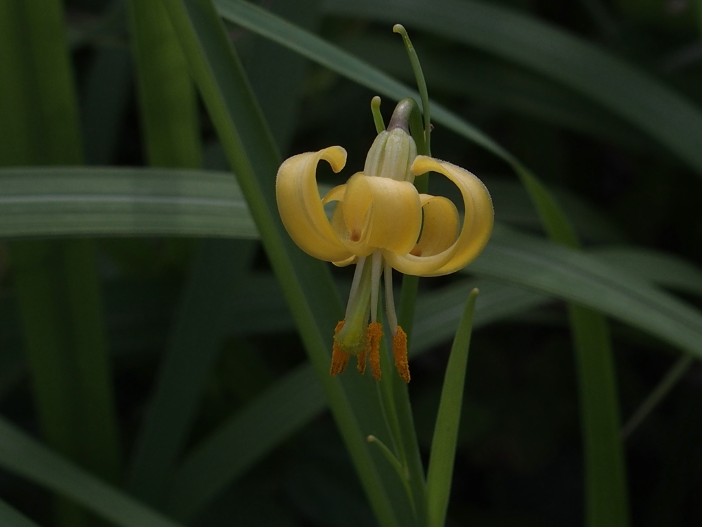 キバナノヒメユリ　いち