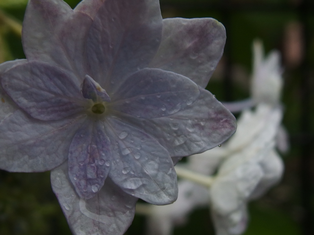 隅田の花火 By こなゆきん Id 写真共有サイト Photohito