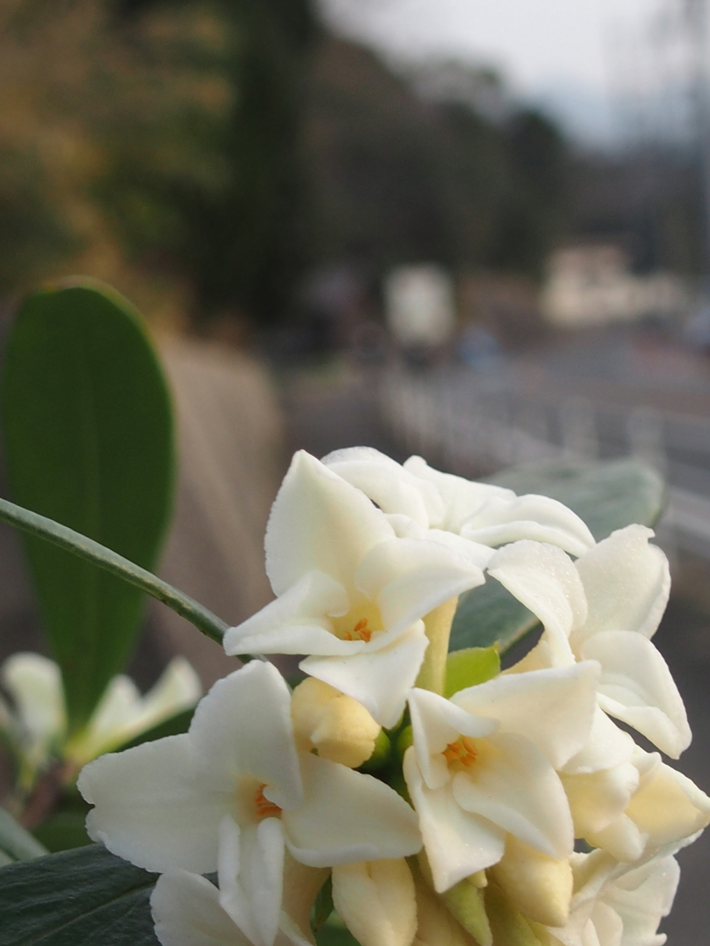 沈丁花