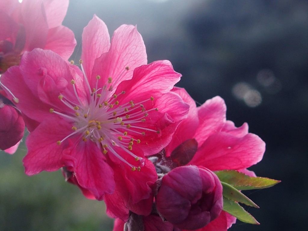 花桃