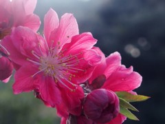 花桃