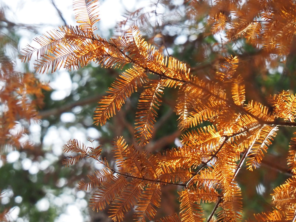 名残の紅葉（メタセコイア）