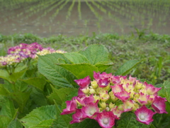 田植えが終わりました。