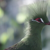 花鳥園の鳥たち　１