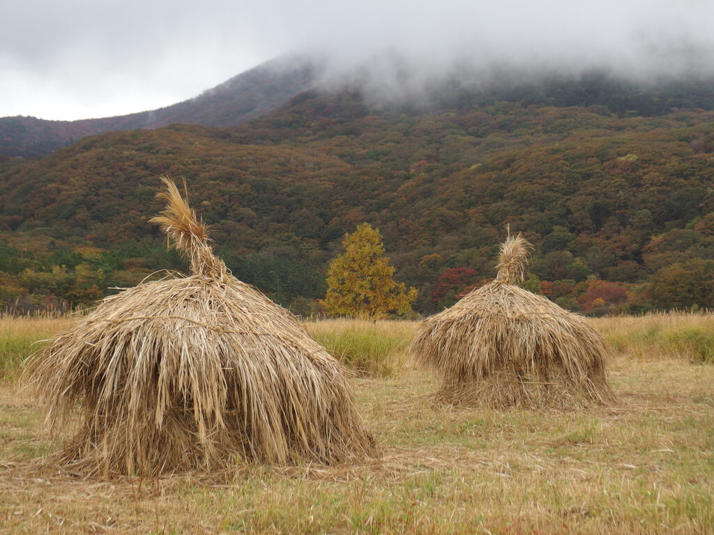 湿原の秋