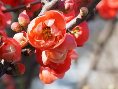 木瓜（八重咲き）