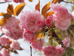 八重桜　2
