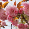 八重桜　2