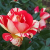 薔薇『？』