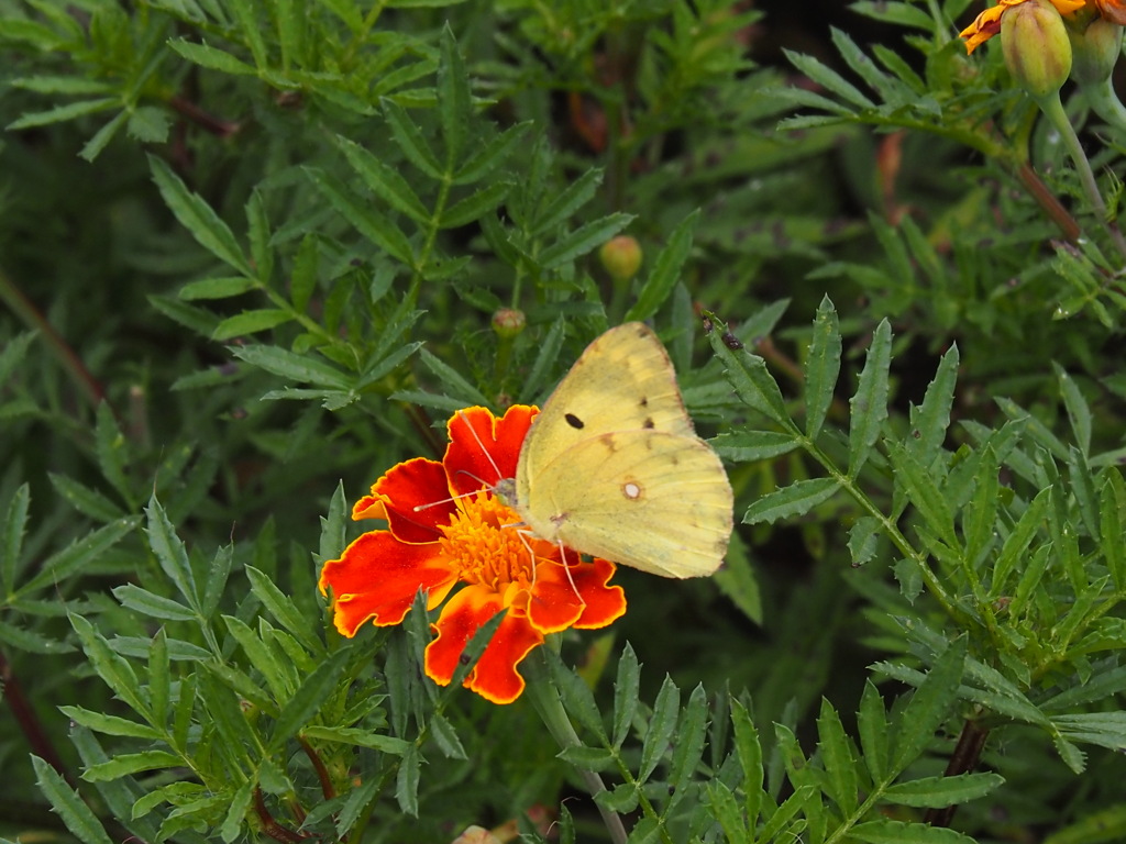 マリーゴールドとモンキチョウ