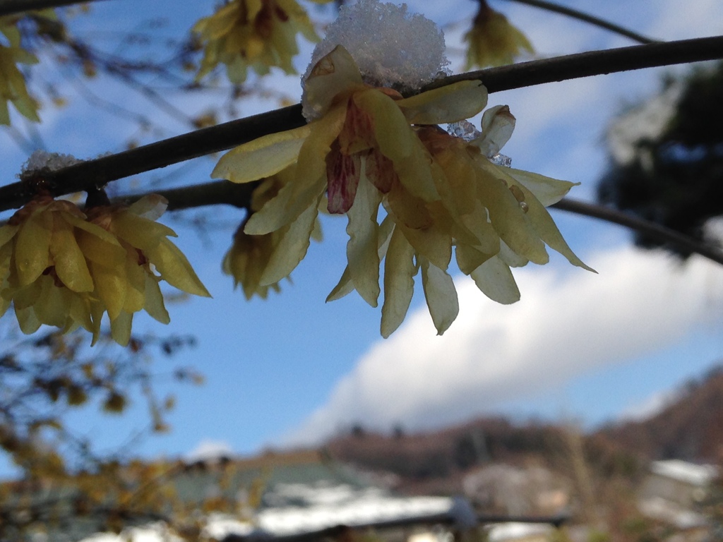 雪上がり