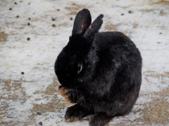 この子飼いたいな(^^♪