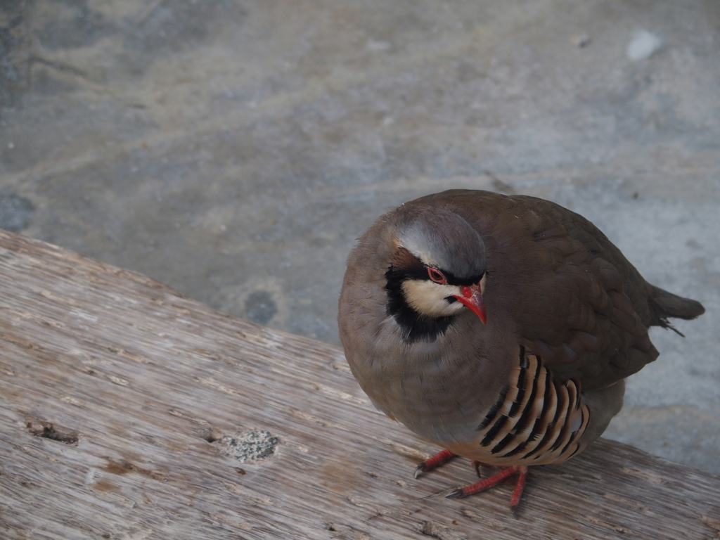 花鳥園の鳥たち　５