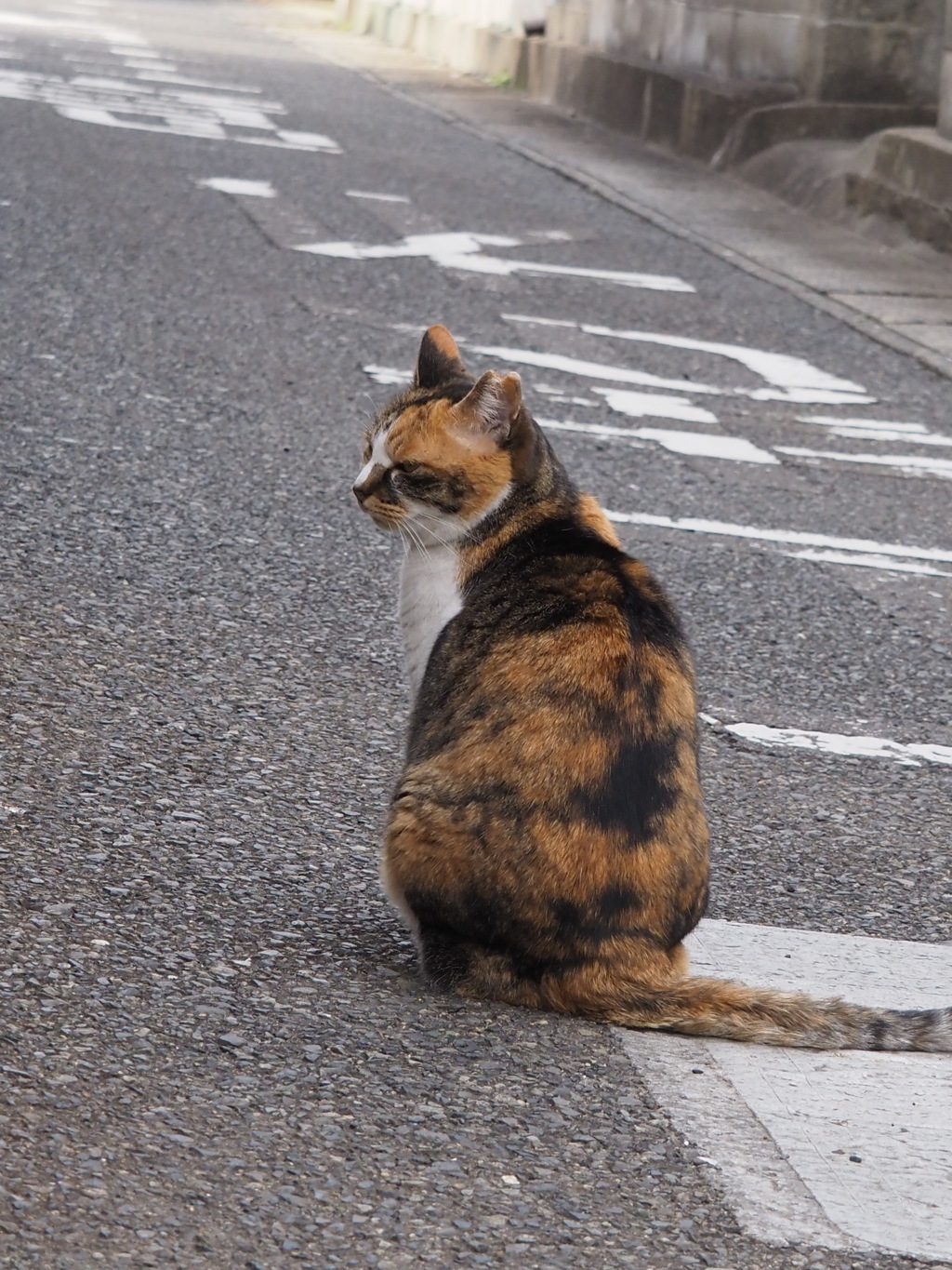 長いしっぽ