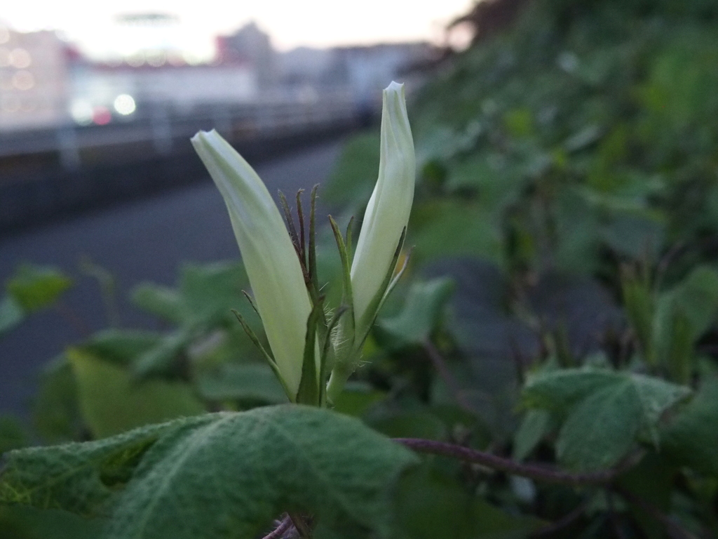 明日咲く花