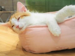 もう少し寝かせて～
