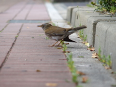 シロハラさん