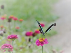 どの花見ても、美味しそう～♪