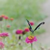 どの花見ても、美味しそう～♪