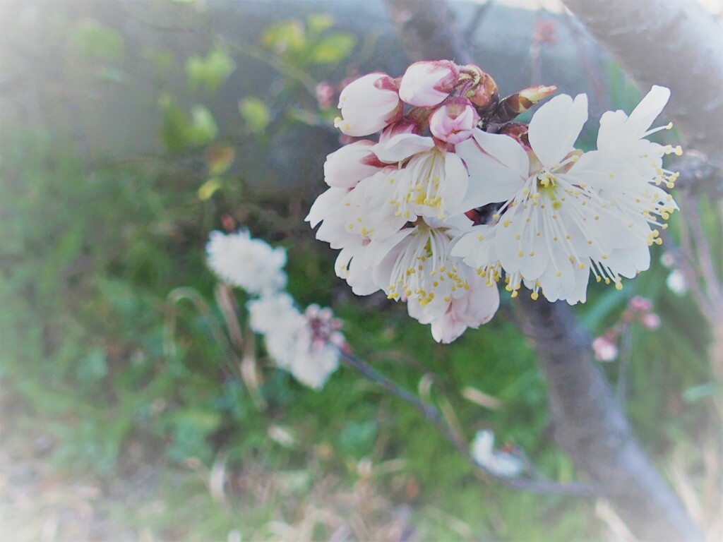 桜始まる　２