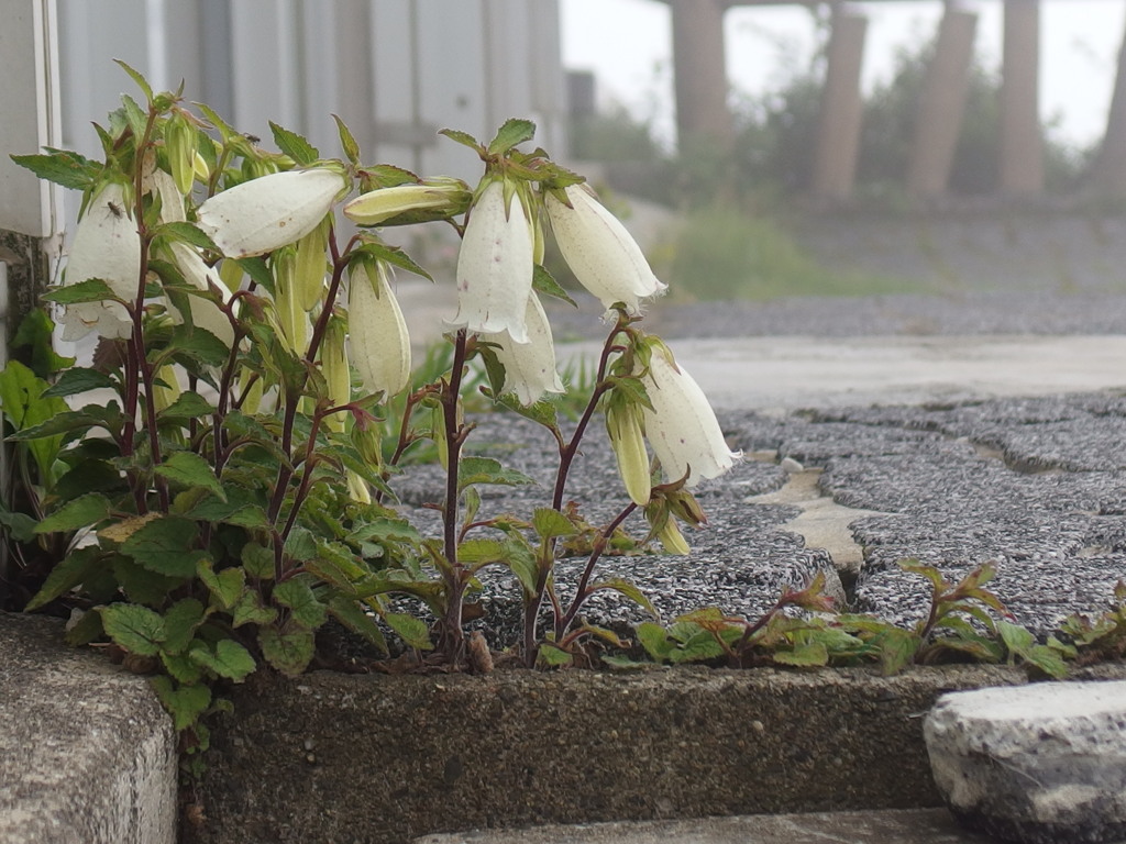 すき間に咲く花