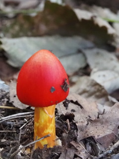 タマゴタケ