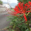 彼岸花見～っけ(^^♪