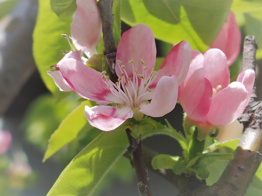 花梨