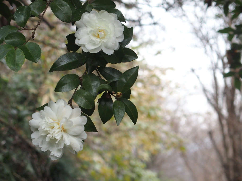 山茶花