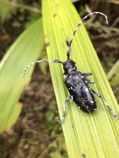 ゴマダラカミキリ