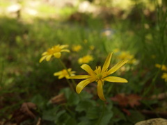 キクザキリュウキンカ