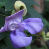 温室のお花たち　５