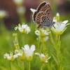 タカネツメクサとヒメシジミ