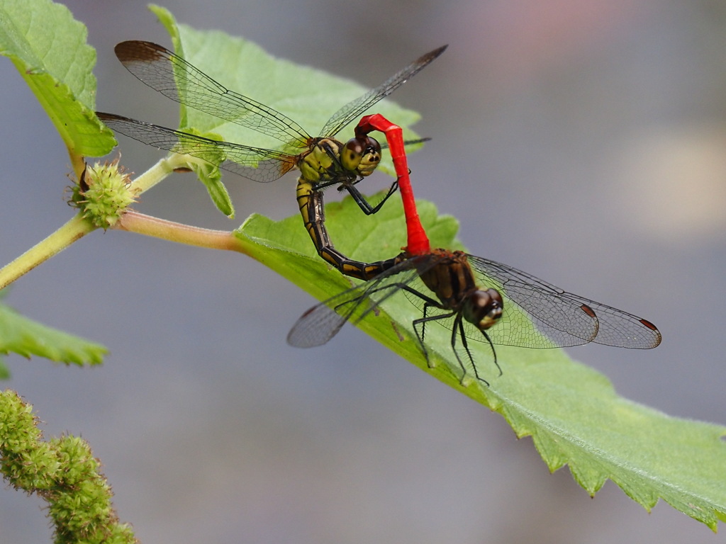 マユタテアカネ