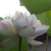 古代蓮