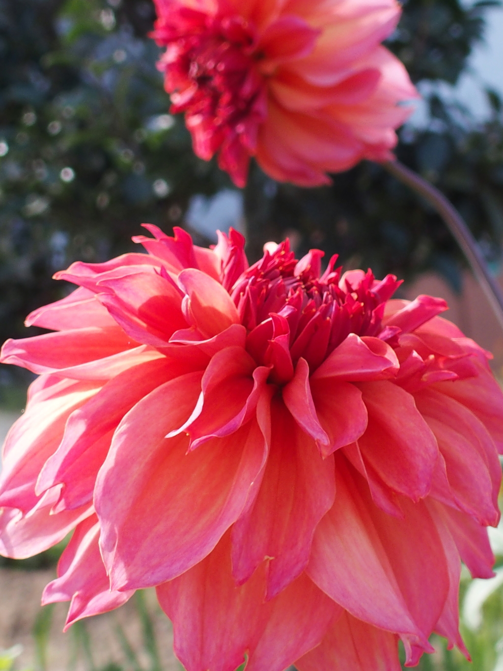 Dahlia　２